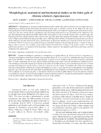 Morphological, Anatomical and Biochemical Studies on the Foliar Galls of Alstonia Scholaris