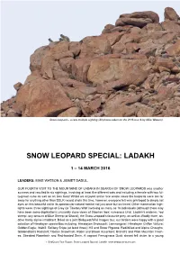 Snow Leopard Special: Ladakh