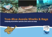 True-Blue Aussie Sharks & Rays