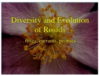 Diversity and Evolution of Rosids