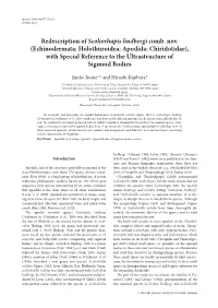 Echinodermata: Holothuroidea: Apodida: Chiridotidae), with Special Reference to the Ultrastructure of Sigmoid Bodies