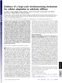 Evidence of a Large-Scale Mechanosensing Mechanism for Cellular Adaptation to Substrate Stiffness