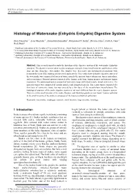 Histology of Watersnake (Enhydris Enhydris) Digestive System
