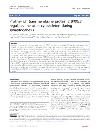 (PRRT2) Regulates the Actin Cytoskeleton During Synaptogenesis