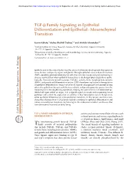 TGF-B Family Signaling in Epithelial Differentiation and Epithelial–Mesenchymal Transition
