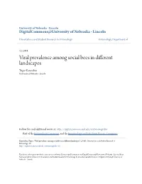 Viral Prevalence Among Social Bees in Different Landscapes Tugce Karacoban University of Nebraska - Lincoln