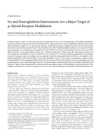 Ivy and Neurogliaform Interneurons Are a Major Target of Μ-Opioid Receptor Modulation