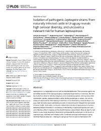 Isolation of Pathogenic Leptospira Strains From