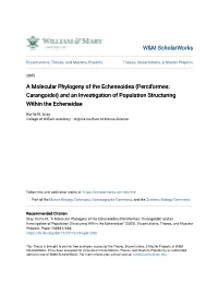 A Molecular Phylogeny of the Echeneoidea (Perciformes: Carangoidei) and an Investigation of Population Structuring Within the Echeneidae