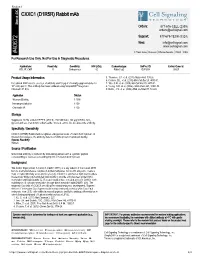 40672 CXXC1 (D1R5R) Rabbit Mab