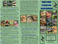 Snakes & Lizards of the West Point