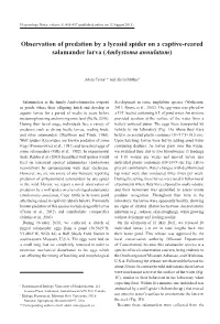 Observation of Predation by a Lycosid Spider on a Captive-Reared Salamander Larva (Ambystoma Annulatum)