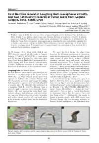 First Bolivian Record of Laughing Gull Leucophaeus Atricilla, and Two Noteworthy Records of Fulica Coots from Laguna Guapilo, Dpto