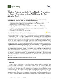 Efficient Protocol for the in Vitro Plantlet Production of Caper