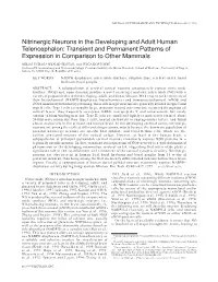 Nitrinergic Neurons in the Developing and Adult Human Telencephalon: Transient and Permanent Patterns of Expression in Comparison to Other Mammals