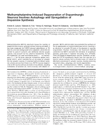 Methamphetamine-Induced Degeneration of Dopaminergic Neurons Involves Autophagy and Upregulation of Dopamine Synthesis