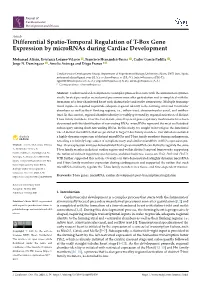 Differential Spatio-Temporal Regulation of T-Box Gene Expression by Micrornas During Cardiac Development