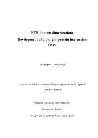 BTB Domain Dimerization: Development of a Protein-Protein Interaction Assay