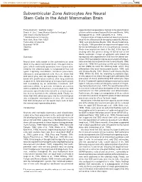 Subventricular Zone Astrocytes Are Neural Stem Cells in the Adult Mammalian Brain