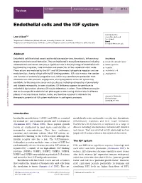 Endothelial Cells and the IGF System