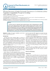 Efficient Discovery of Single-Nucleotide Variations in Cochliobolus Sativus Vegetative Compatibility Groups by Ecotilling