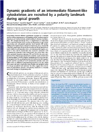 Dynamic Gradients of an Intermediate Filament-Like Cytoskeleton Are