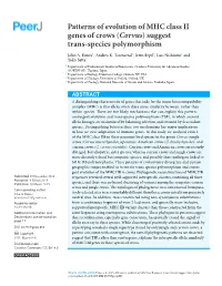 Patterns of Evolution of MHC Class II Genes of Crows (Corvus) Suggest Trans-Species Polymorphism
