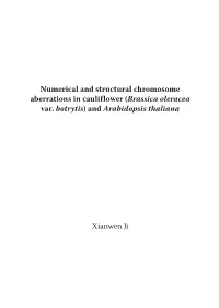 Numerical and Structural Chromosome Aberrations in Cauliflower (Brassica Oleracea Var