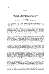 146 NESTING of SOOTY TERNS (Onychoprion Fuscatus) in THE