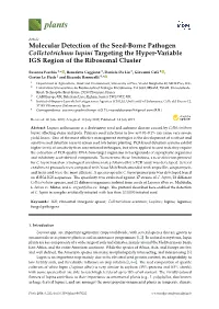 Molecular Detection of the Seed-Borne Pathogen Colletotrichum Lupini Targeting the Hyper-Variable IGS Region of the Ribosomal Cluster