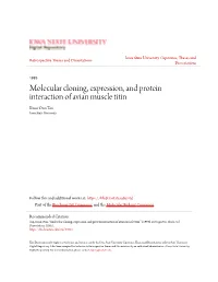 Molecular Cloning, Expression, and Protein Interaction of Avian Muscle Titin Kuan Onn Tan Iowa State University