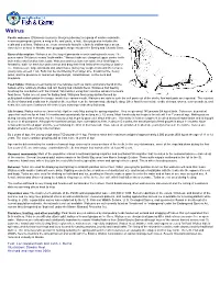 Walrus: Wildlife Notebook Series