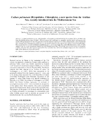 Codium Pulvinatum (Bryopsidales, Chlorophyta), a New Species from the Arabian Sea, Recently Introduced Into the Mediterranean Sea