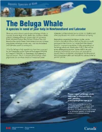 The Beluga Whale a Species in Need of Your Help in Newfoundland and Labrador