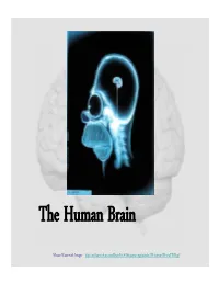 Part I: Lobes, the Cerebral Cortex, and Cortical Regions of the Brain