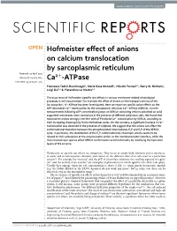 Hofmeister Effect of Anions on Calcium Translocation by Sarcoplasmic