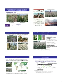 Genome Dynamics of a Cereal Killer: Strategies for Controlling Ancient