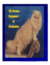 The Persian- Enjoyment & Evaluation LEGEND of PERSIAN