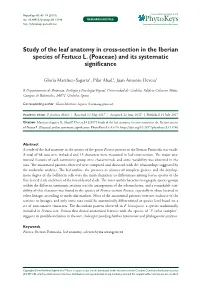 Study of the Leaf Anatomy in Cross-Section in the Iberian Species of Festuca L