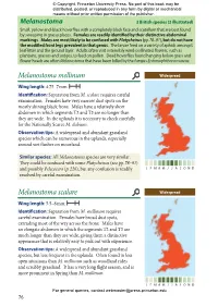 Britain's Hoverflies