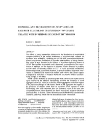 Dispersal and Reformation of Acetylcholine Receptor Clusters Of