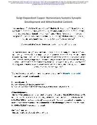 Golgi-Dependent Copper Homeostasis Sustains Synaptic Development and Mitochondrial Content
