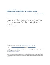 Proximate and Evolutionary Causes of Sexual Size Dimorphism in the Crab Spider