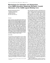 Crystal Structures of the Glur2 Ligand Binding Core