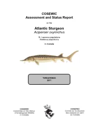Atlantic Sturgeon Acipenser Oxyrinchus