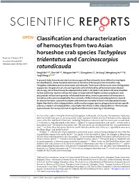 Classification and Characterization of Hemocytes from Two Asian Horseshoe Crab Species Tachypleus Tridentatus and Carcinoscorpiu