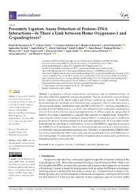 Proximity Ligation Assay Detection of Protein–DNA Interactions—Is There a Link Between Heme Oxygenase-1 and G-Quadruplexes?