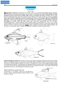 APOGONIDAE Cardinalfishes by G.R