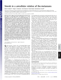 Sterols in a Unicellular Relative of the Metazoans