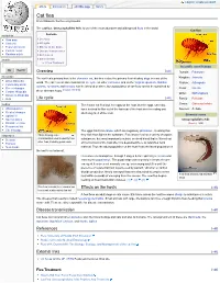 Cat Flea from Wikipedia, the Free Encyclopedia